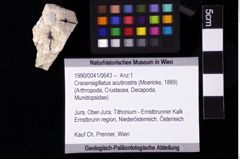 Foto (Objket + Etiketten) von Cracensigillatus acutirostris (Moericke, 1889) 